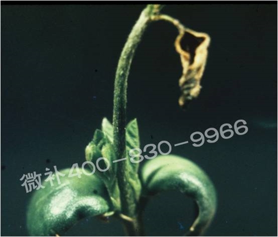 莖尖枯死，到底是缺硼還是缺鈣？