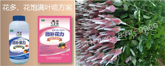 花卉也需要微補(bǔ)嗎？