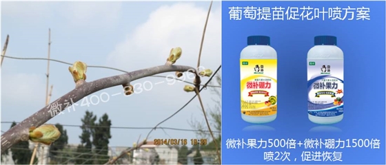 獼猴桃萌芽期如何施肥，才能促進(jìn)萌芽齊、萌芽壯？