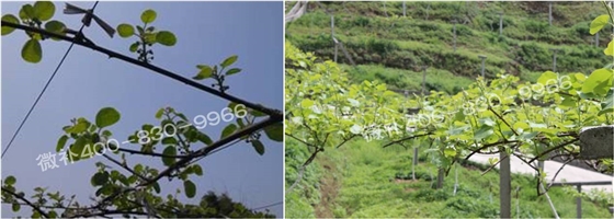 獼猴桃萌芽期如何施肥，才能促進(jìn)萌芽齊、萌芽壯？