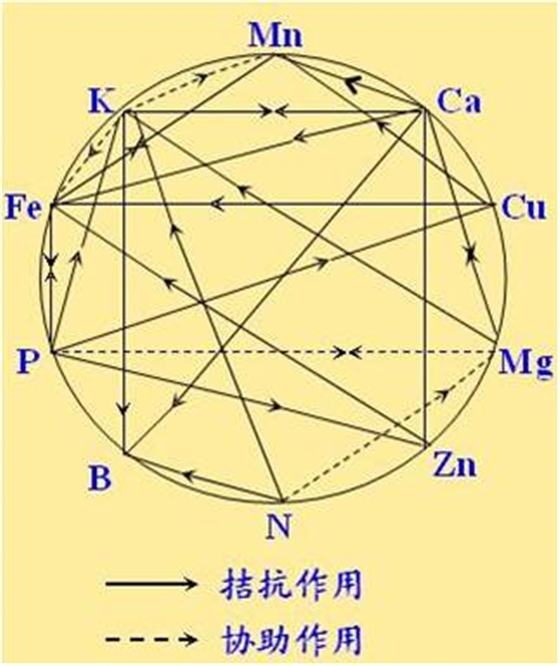原料型鉀肥和鎂肥為什么會發(fā)生拮抗？