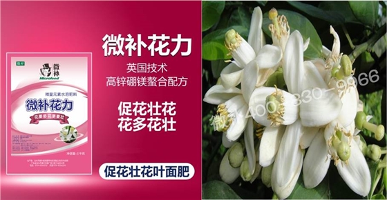 蜜柚促花壯花除了補(bǔ)磷還需要補(bǔ)硼鋅？