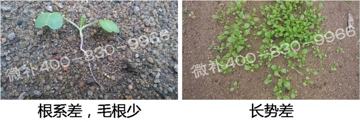 1、苗期前期（3-5片葉）.jpg