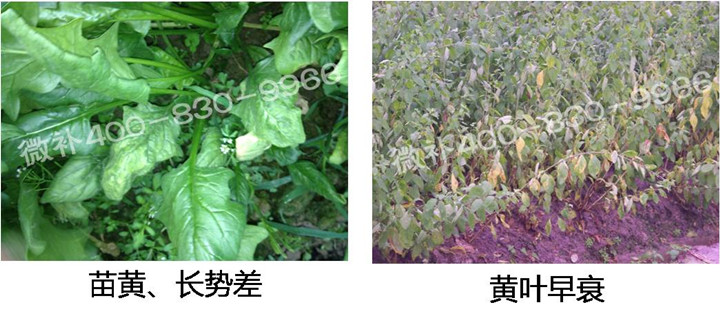 2、苗期后期.jpg