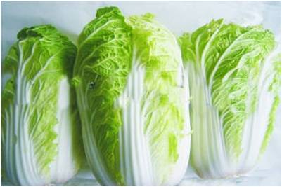 #微肥課堂#白菜類蔬菜對哪些營養(yǎng)元素敏感？