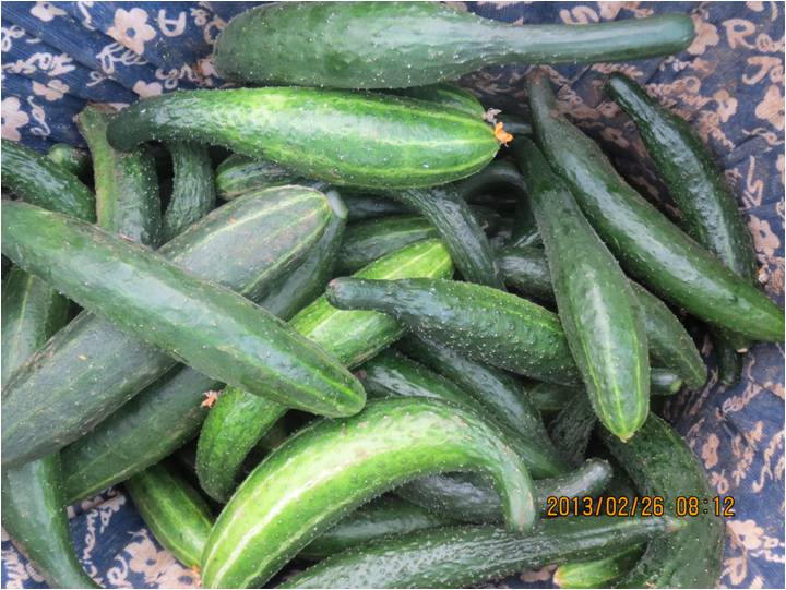#微肥課堂#黃瓜味苦，天氣or肥料，到底誰之過？