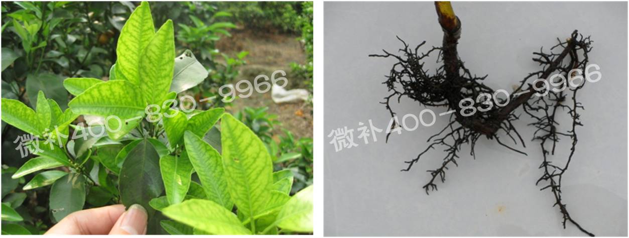 微補(bǔ)由國(guó)際植物營(yíng)養(yǎng)專家領(lǐng)銜的微肥企業(yè),40年微肥經(jīng)驗(yàn),針對(duì)80多種農(nóng)作物,有100多個(gè)微肥產(chǎn)品,涵蓋葉面肥,沖施肥,水溶肥等.咨詢熱線:400-830-9966微補(bǔ)系列微肥,質(zhì)量好,肥效高,見(jiàn)效快,后勁大,無(wú)公害.