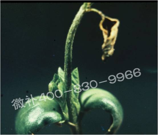 莖尖枯死，到底是缺硼還是缺鈣？