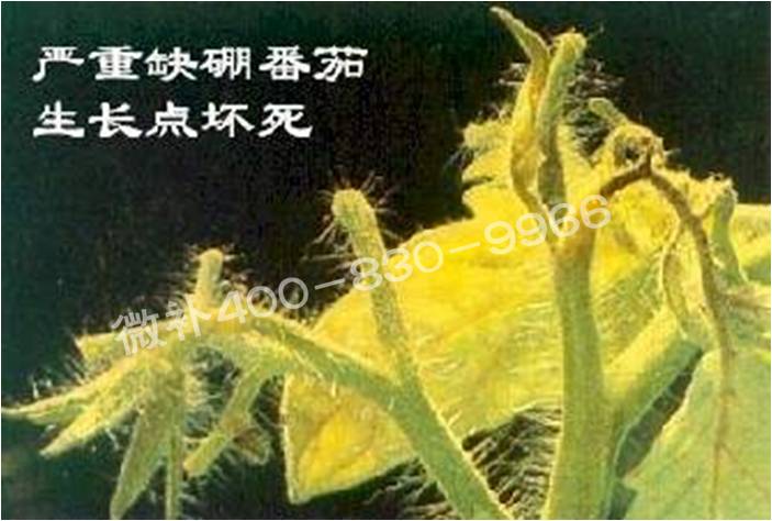 莖尖枯死，到底是缺硼還是缺鈣？