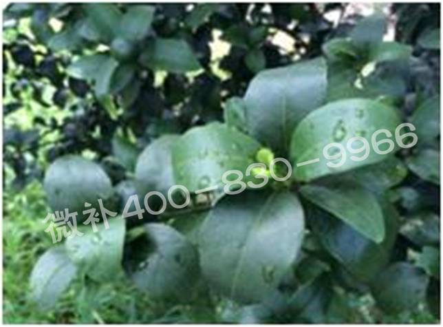 柑橘春梢弱，難抽發(fā)，到底是什么原因？