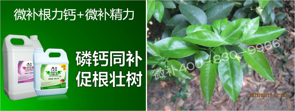 柑橘春梢弱，難抽發(fā)，到底是什么原因？