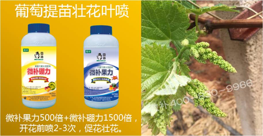 葡萄萌芽期如何預(yù)防倒春寒？