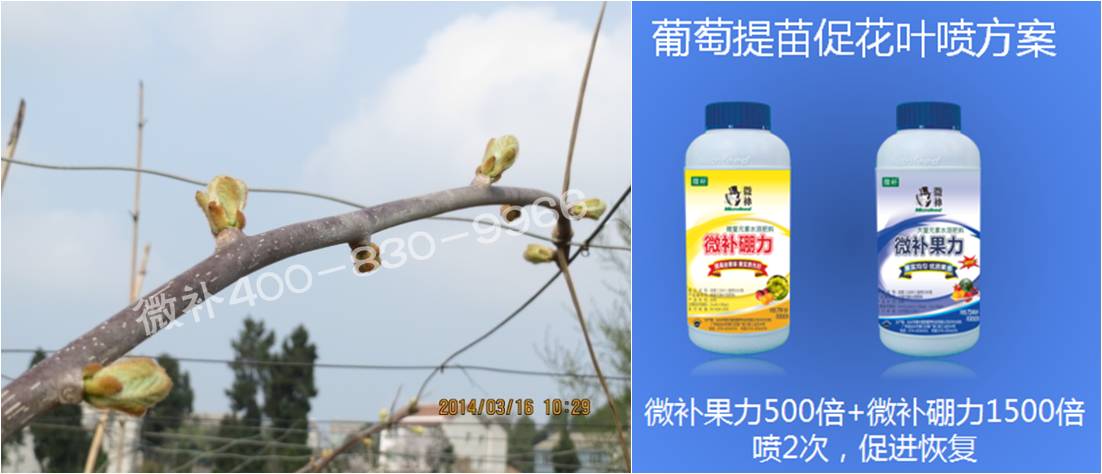 獼猴桃萌芽期如何施肥，才能促進萌芽齊、萌芽壯？
