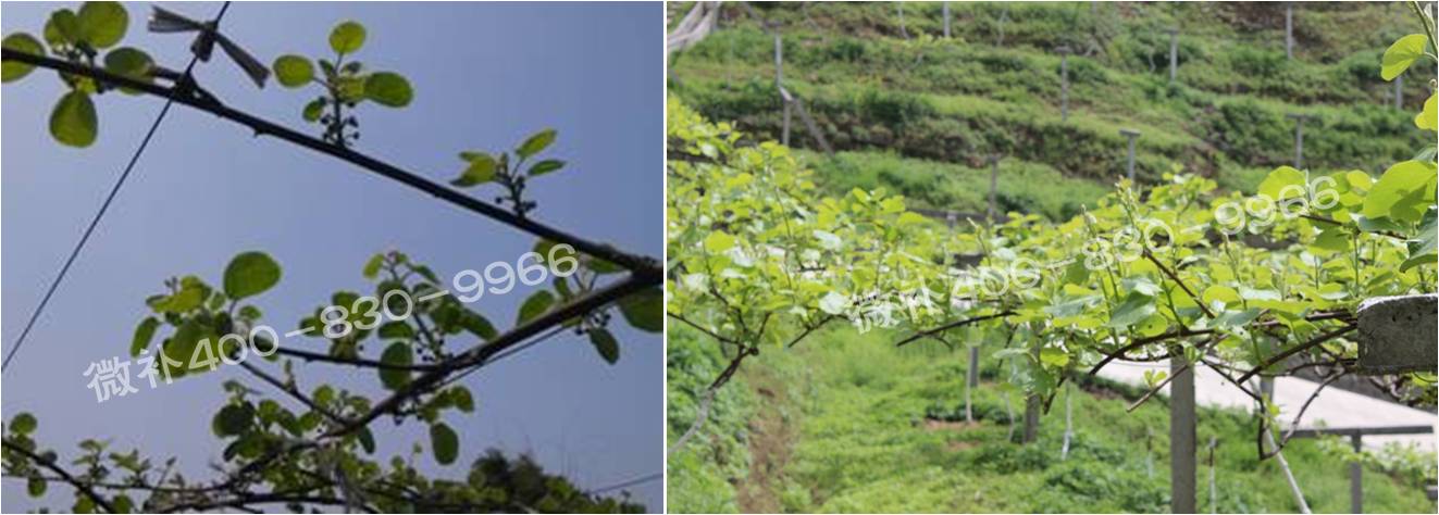 獼猴桃萌芽期如何施肥，才能促進萌芽齊、萌芽壯？