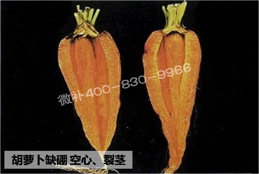 大田作物缺硼，就用高生物活性海藻液體硼，補(bǔ)硼更有效！