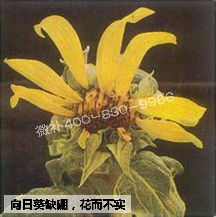 大田作物缺硼，就用高生物活性海藻液體硼，補(bǔ)硼更有效！