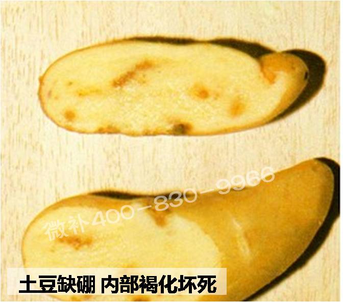 大田作物缺硼，就用高生物活性海藻液體硼，補(bǔ)硼更有效！