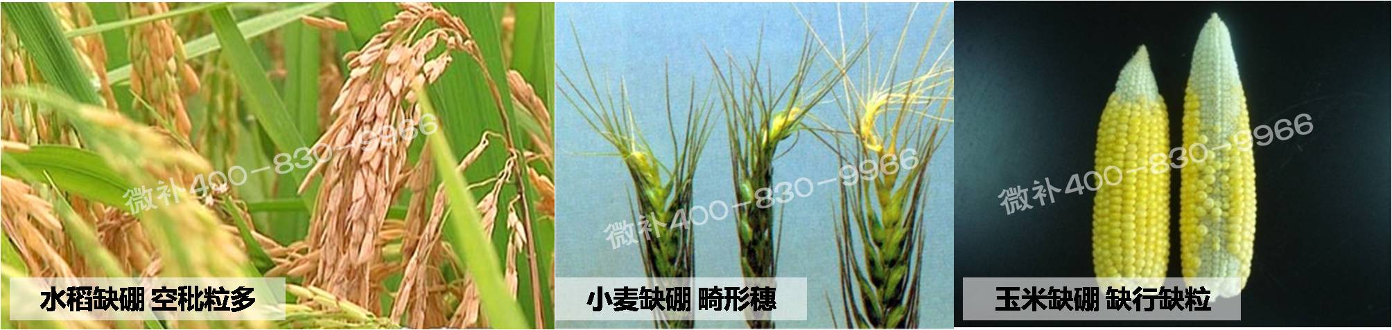 大田作物缺硼，就用高生物活性海藻液體硼，補(bǔ)硼更有效！