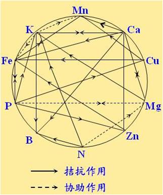 原料型鉀肥和鎂肥為什么會發(fā)生拮抗？
