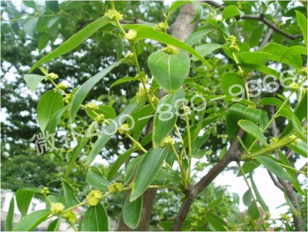 冬棗萌芽后黃葉是缺鐵嗎？