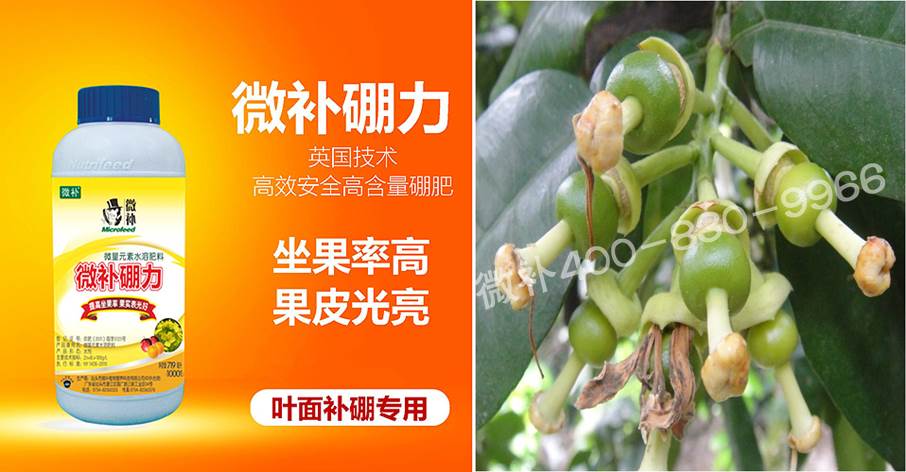 蜜柚促花壯花除了補(bǔ)磷還需要補(bǔ)硼鋅？