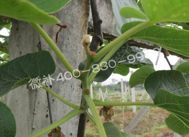 獼猴桃缺鈣對(duì)抽梢開花有什么影響？