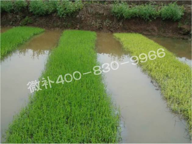 水稻黃秧、爛秧怎么辦？