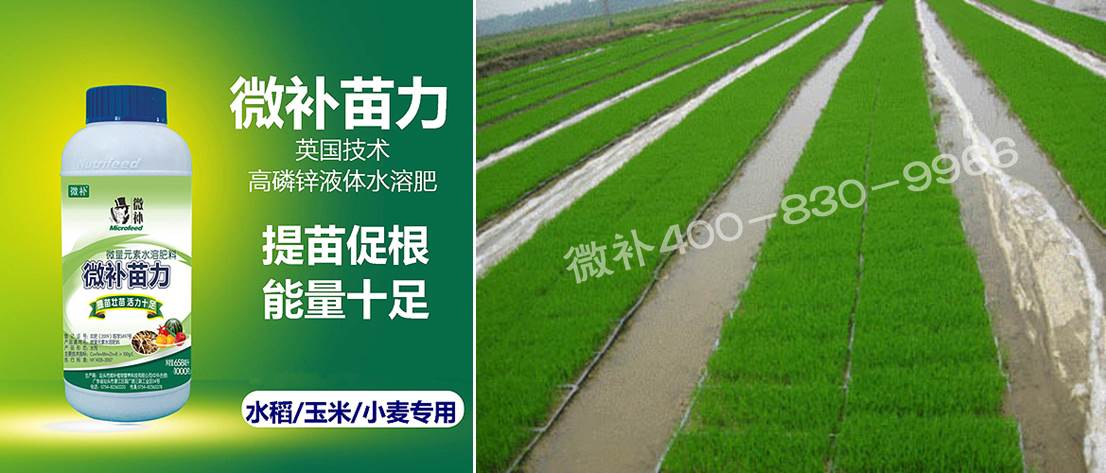 水稻黃秧、爛秧怎么辦？