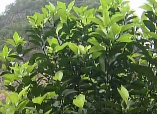 柑橘淋沖微補(bǔ)鈣肥，促根預(yù)防黃樹，樹壯保果品質(zhì)好
