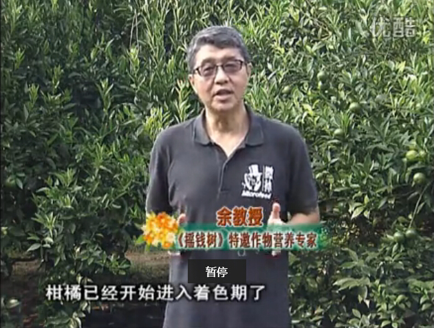 20150928珠江臺(tái)搖錢樹：如何提高柑橘硬度？預(yù)防減少浮皮霜凍果