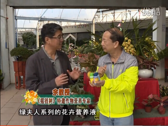 20160111珠江臺(tái)搖錢樹：家庭盆栽花卉黃葉又難養(yǎng)？用綠夫人，枝繁葉茂、花多花艷