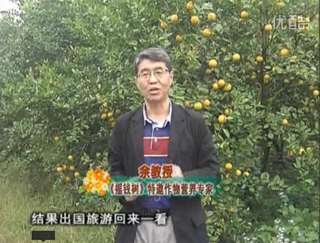 20160111珠江臺(tái)搖錢樹：貢柑大場(chǎng)樹弱黃葉，今年樹勢(shì)大翻身果靚還高價(jià)！