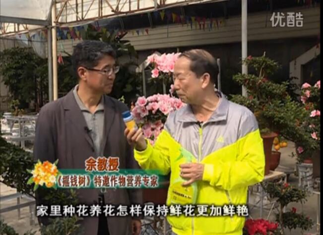 20160118珠江臺(tái)搖錢樹：家庭花卉用綠夫人600度鮮花營(yíng)養(yǎng)液，花開鮮艷、花期長(zhǎng)