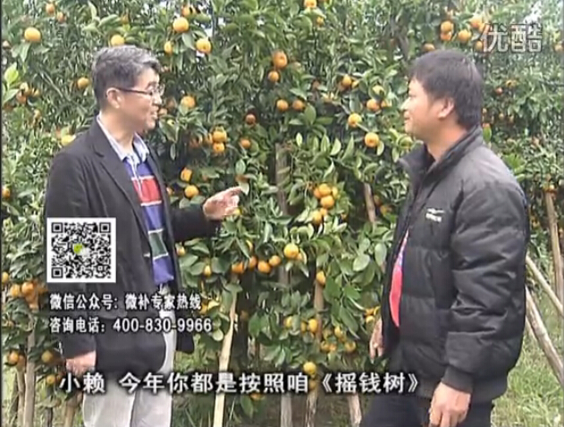 20160125珠江臺(tái)搖錢樹：如何解決柑橘兩大問題：黃樹和果品質(zhì)差？