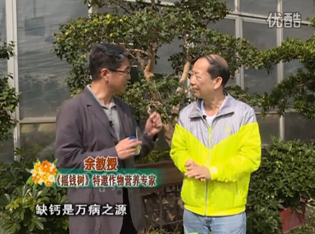 20160125珠江臺(tái)搖錢樹：家庭盆栽花卉噴綠夫人160度補(bǔ)鈣抗病液，長(zhǎng)勢(shì)精神、抗病好