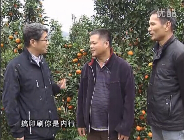 20160201珠江臺(tái)搖錢樹：開印刷廠改行種柑橘，保樹靚今年還高產(chǎn)？