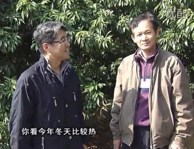 20160201珠江臺搖錢樹：暖冬荔枝易沖梢，如何促花壯花好？看微補