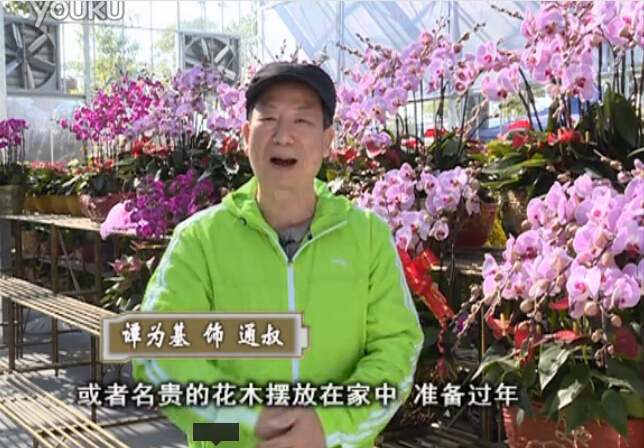 20160201珠江臺(tái)搖錢樹：新春家養(yǎng)花卉、盆栽，如何養(yǎng)護(hù)葉子、鮮花、果子保鮮更長(zhǎng)？