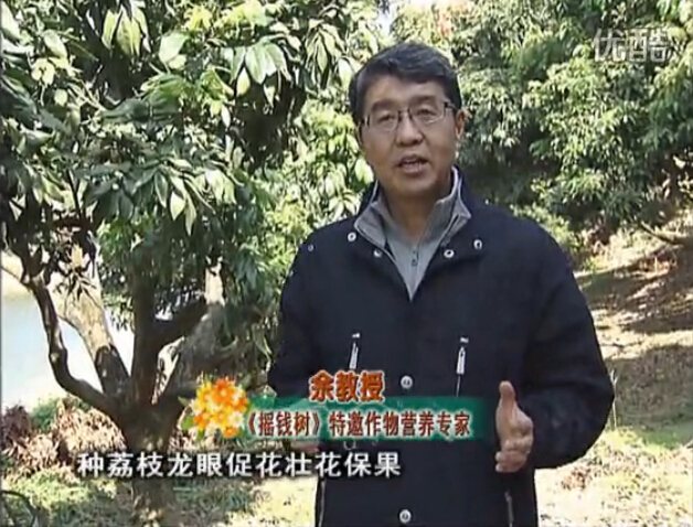 20160215珠江臺搖錢樹：龍眼撒微補倍力、噴花力+碧力，補鈣鎂鋅硼保葉壯花