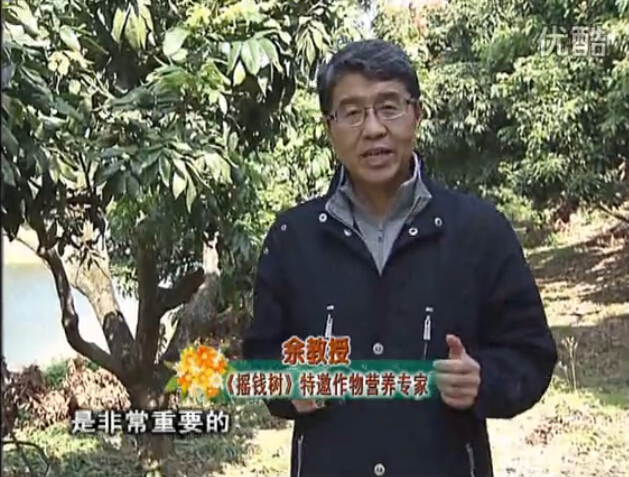 20160215珠江臺(tái)搖錢樹：名貴花木盆景，用綠夫人系列保葉、花靚、又抗病