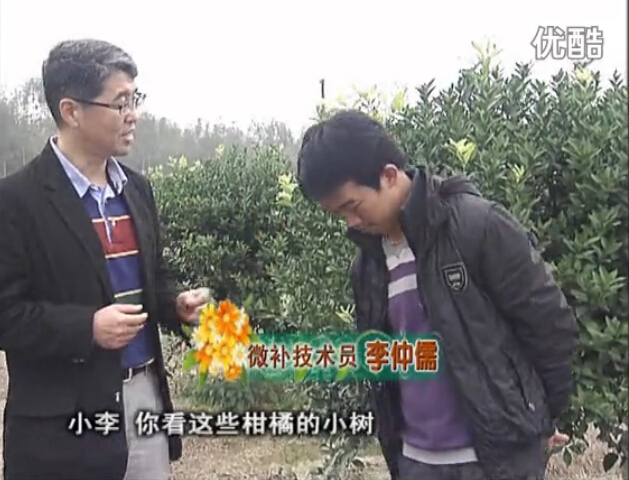 20160215珠江臺(tái)搖錢樹：柑橘小樹頭年掛果撒微補(bǔ)倍力、噴花力+碧力，壯樹促花好