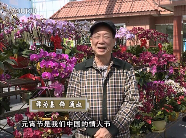 20160222珠江臺(tái)搖錢樹：用綠夫人營(yíng)養(yǎng)液，簡(jiǎn)單種花都能養(yǎng)得靚