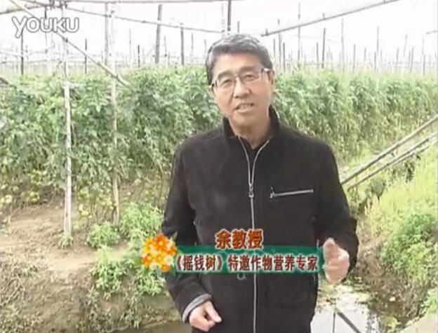 20160307珠江臺(tái)搖錢樹：天冷蔬菜有價(jià)卻無產(chǎn)？用微補(bǔ)方案苗壯保葉有產(chǎn)！