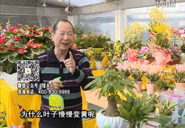 20160307珠江臺(tái)搖錢樹：陰生植物也不好種，黃葉多長勢(shì)弱？用綠夫人來呵護(hù)