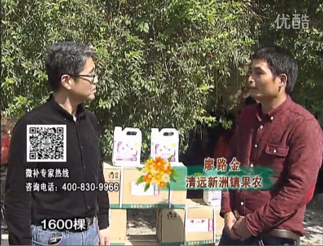 20160314珠江臺搖錢樹：柑橘用微補方案，保樹有收益