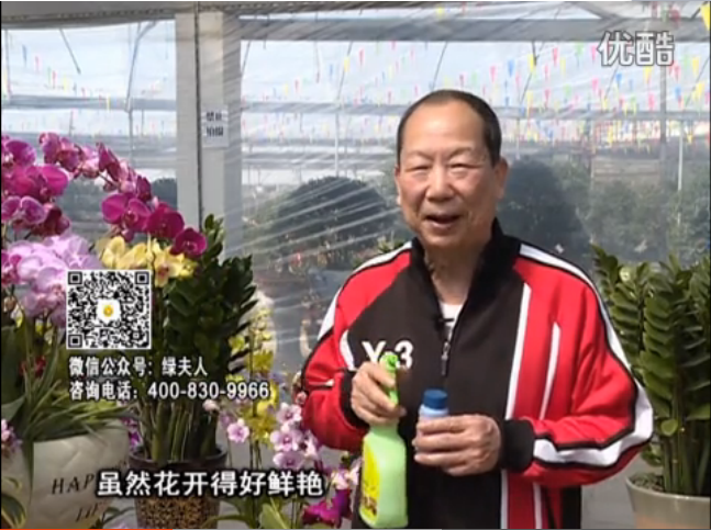 20160314珠江臺(tái)搖錢樹：家種鮮花、鮮切花，用綠夫人600度鮮花液?；ㄆG、花期長
