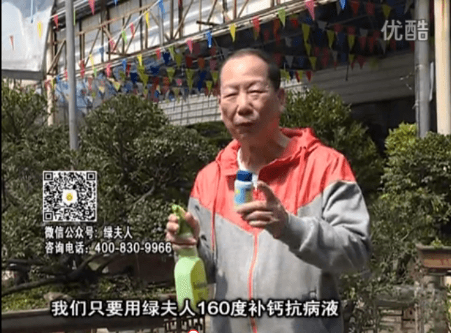 ?20160321珠江臺(tái)搖錢樹：盆栽花卉用綠夫人160度補(bǔ)鈣抗病液，低溫陰雨天長勢(shì)壯、抗病好
