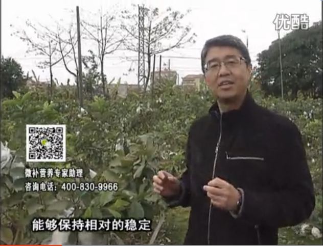 20160328珠江臺搖錢樹：番石榴淋沖微補根力鈣+微補精力，凍后恢復(fù)長勢、促進開花坐果