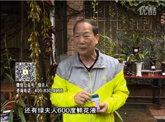 20160404珠江臺(tái)搖錢樹：養(yǎng)禾雀花等盆栽，用綠夫人營養(yǎng)液養(yǎng)得好又增色
