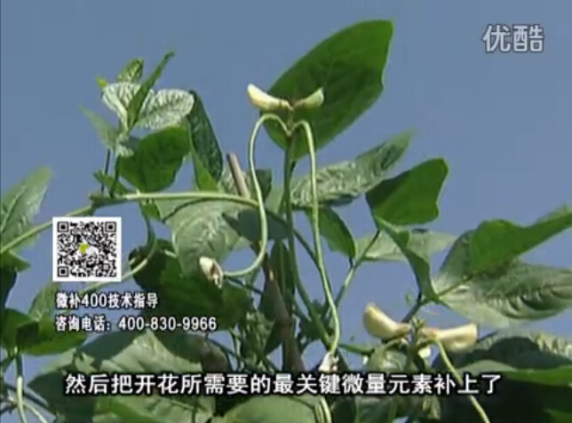 20160502珠江臺(tái)搖錢樹：雨水天多蔬菜香蕉長(zhǎng)勢(shì)差沒產(chǎn)量？撒微補(bǔ)倍力促根壯長(zhǎng)勢(shì)